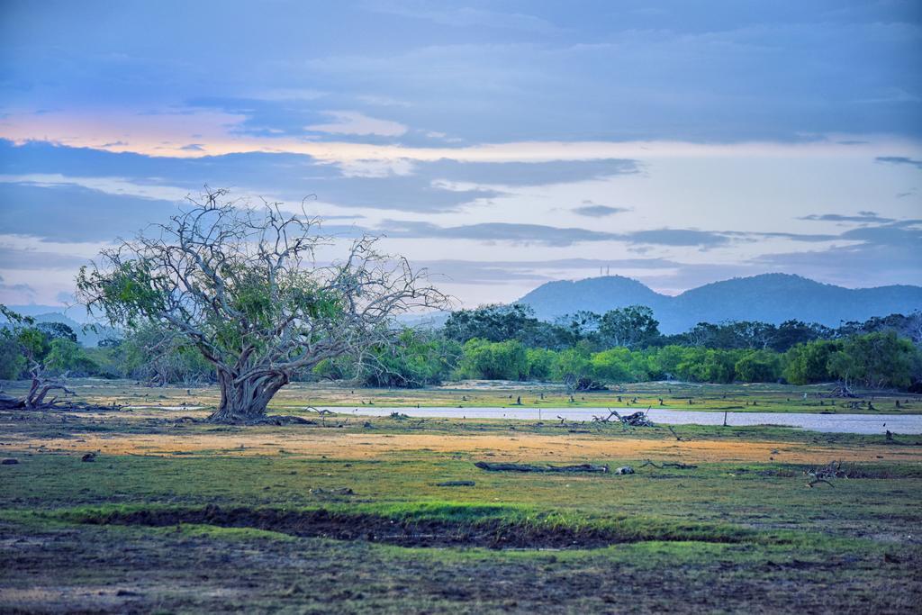 Hotel Wilderness Camping Yala Exterior foto