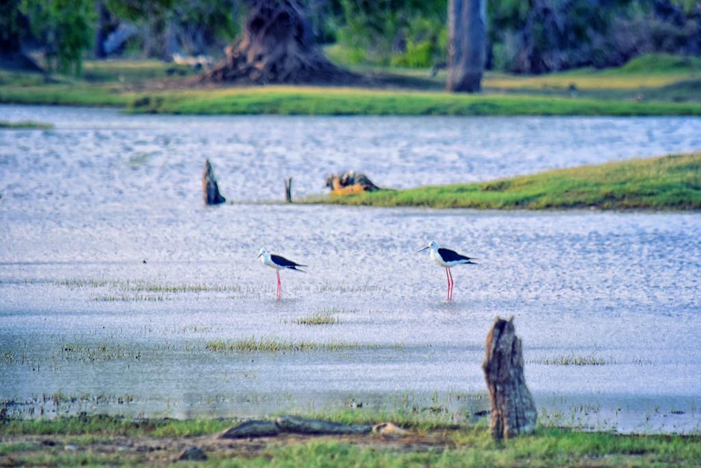 Wilderness Camping Yala Exterior foto